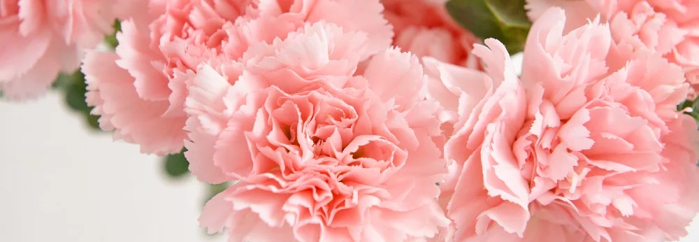 Nahaufnahme rosa Nelken