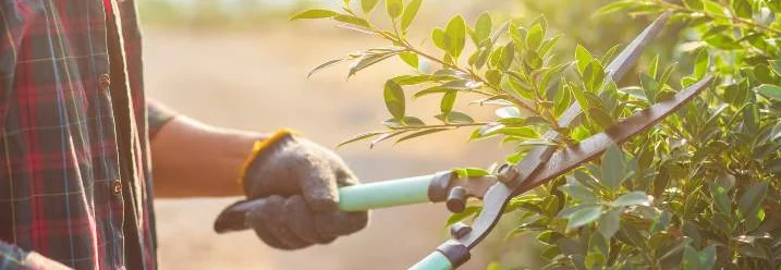 Person schneidet Hecke mit Gartenschere