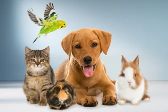 Futter für Hund, Katze, Nager und Vögel