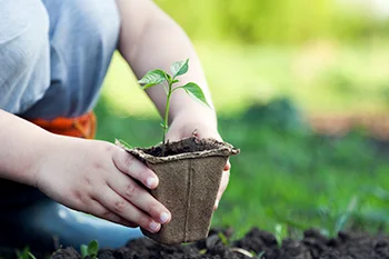 Kind pflanzt Setzling in die Erde