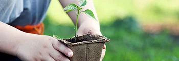 Kind pflanzt Setzling in die Erde
