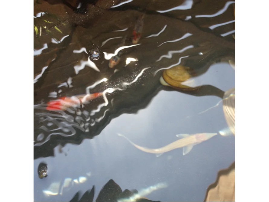 Fische in einem Teich