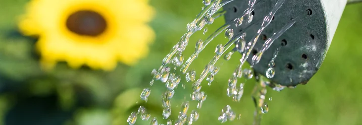 Gießkanne gießt Wasser auf Sonnenblume
