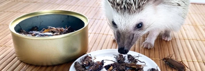 Igel frisst Insekten aus Dose und Teller