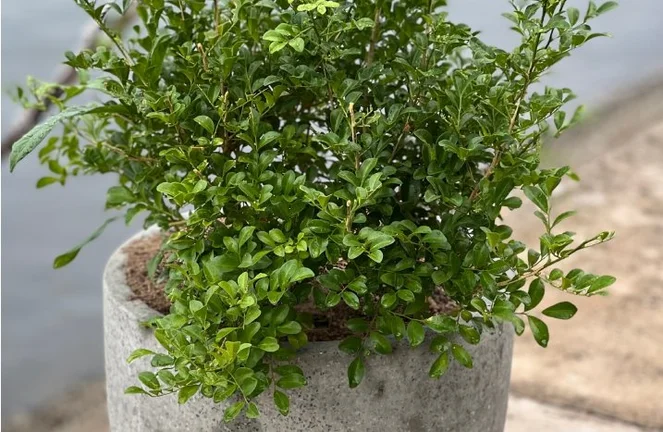 Japanische Stechpalme (Ilex crenata) pflanzen und pflegen
