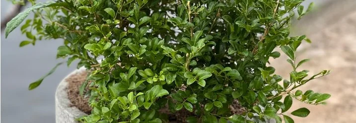 Grüne Pflanze im Topf