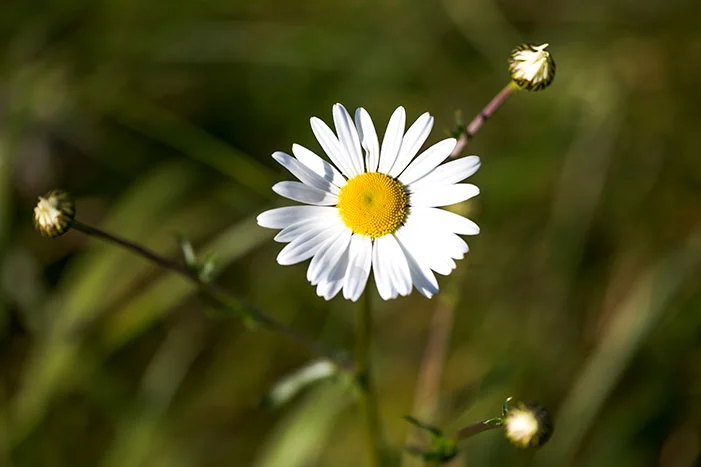 Gänseblümchen mit Knospen