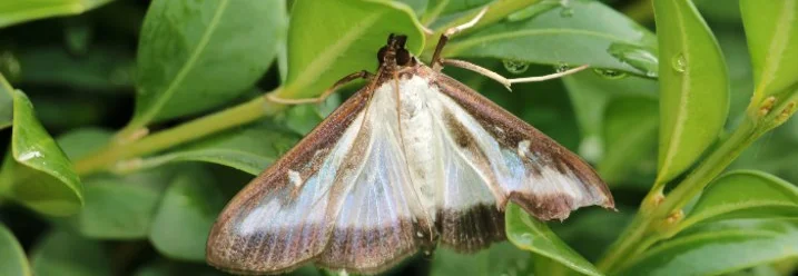 Brauner Falter mit weißen Flügeln
