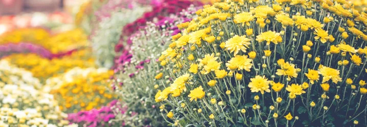 Bunte Herbstchrysanthemen