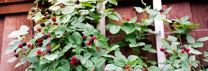 Brombeerstrauch an Rankhilfe
