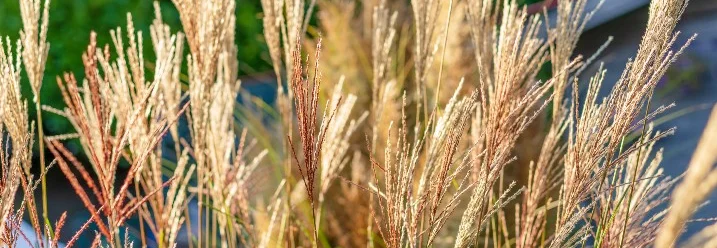 Hoher Ziergras vor Bäumen