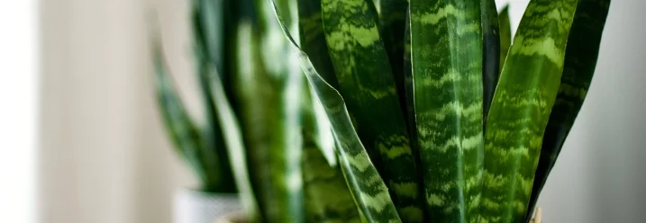 Drei Bogenhanfpflanzen in Töpfen