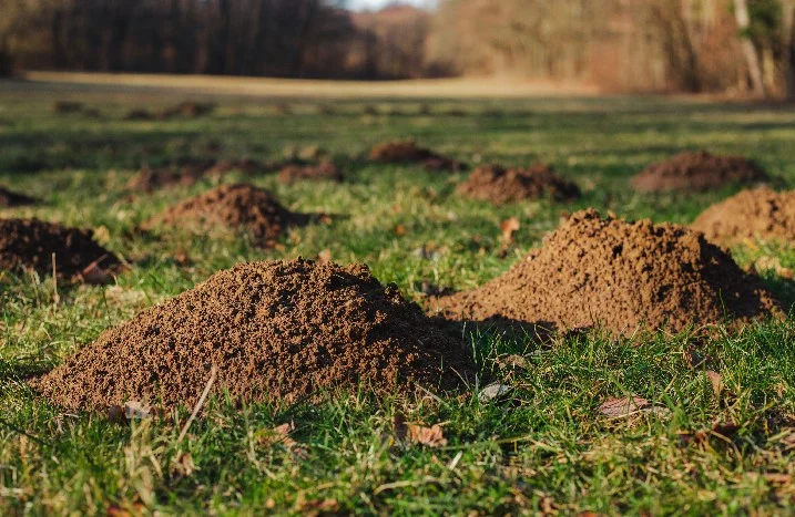 Maulwurfshügel auf grüner Wiese