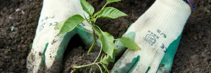 Person pflanzt Setzling ein