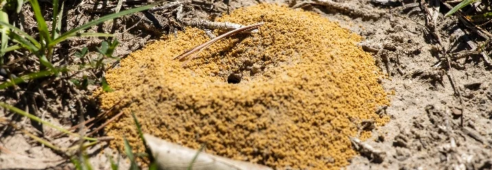 Ein Ameisenhaufen auf sandigem Boden.