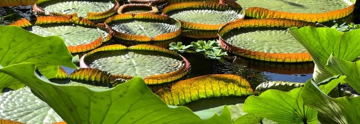 Große runde Seerosenblätter