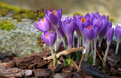 RT Bienenfreundlicher Garten Krokusse 20 24 717x467 Biene bei Krokussen