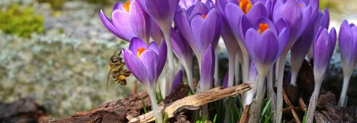 Bienen auf violetten Krokusblüten