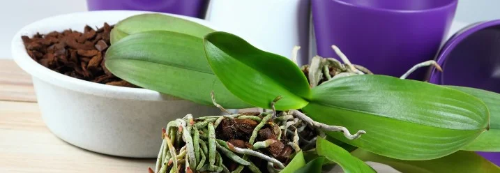 Eine Orchidee wird umgetopft