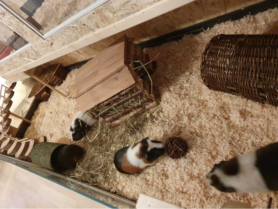 Drei Meerschweinchen im Käfig