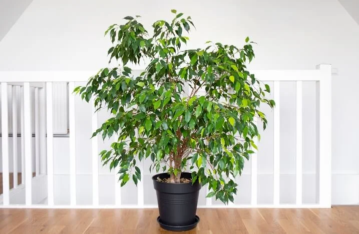 Birkenfeige pflegen: Pflanzen-Tipps fr Ficus benjamina