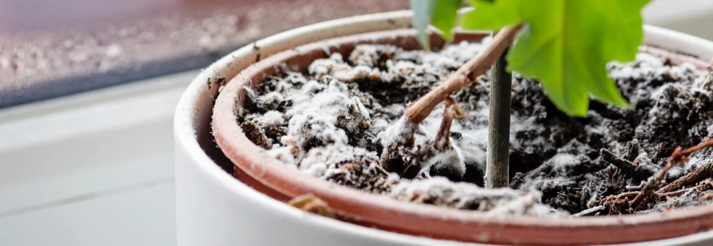 Schimmel auf Blumenerde