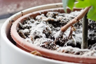 Schimmel auf der Blumenerde? Das kannst du tun!