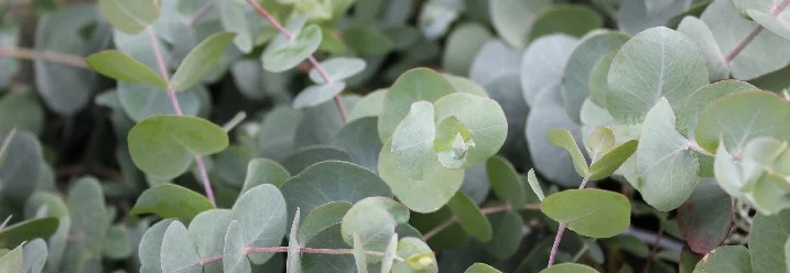 Nahaufnahme von Eukalyptusblättern