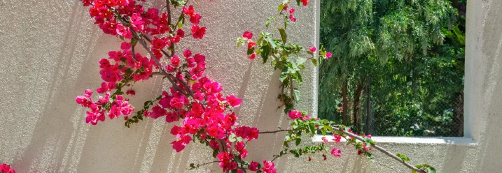 Blühende Bougainvillea an Hauswand