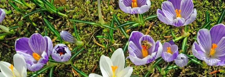 Lila und weiße Krokusse blühen