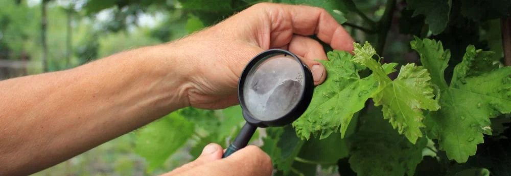 Person untersucht ein Blatt mit Lupe