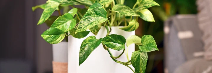 Efeutute in weißem Topf