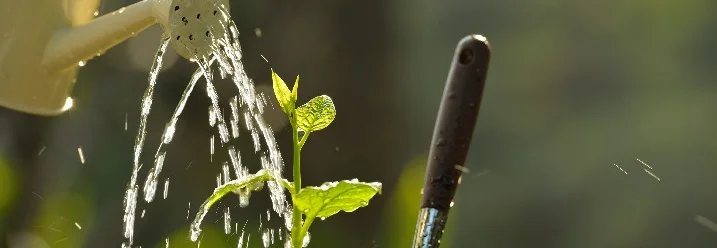 Gießkanne gießt Pflanze