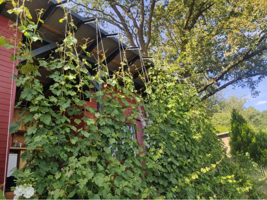 Gartenhaus mit Weinreben bewachsen