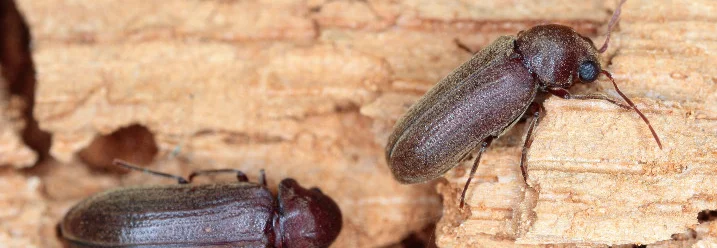 Zwei Käfer auf Holz