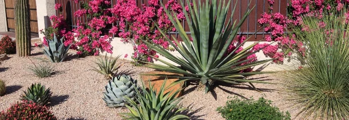 Sukkulenten in einem Kiesgarten