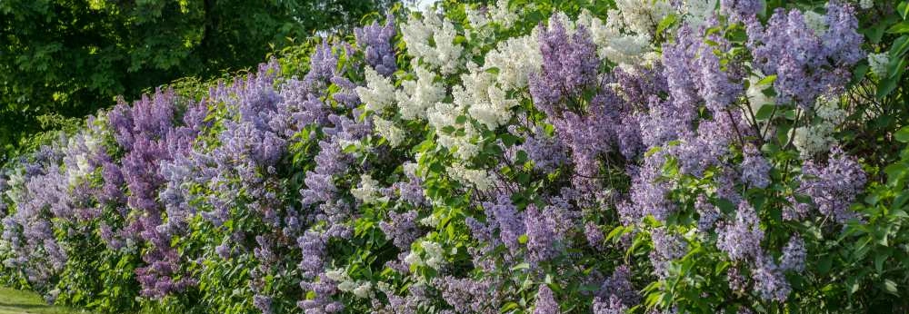 Eine Hecke aus lila und weiß blühendem Flieder.