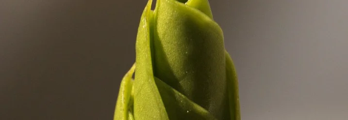Grüne Pflanze entrollt sich