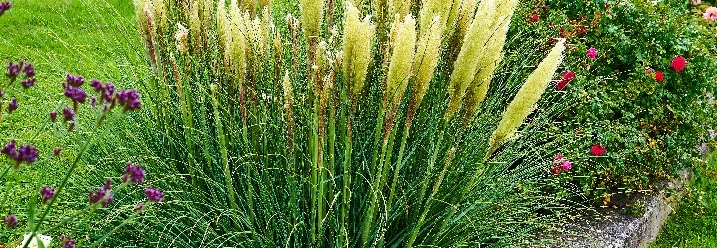 Pampasgras in einem Garten