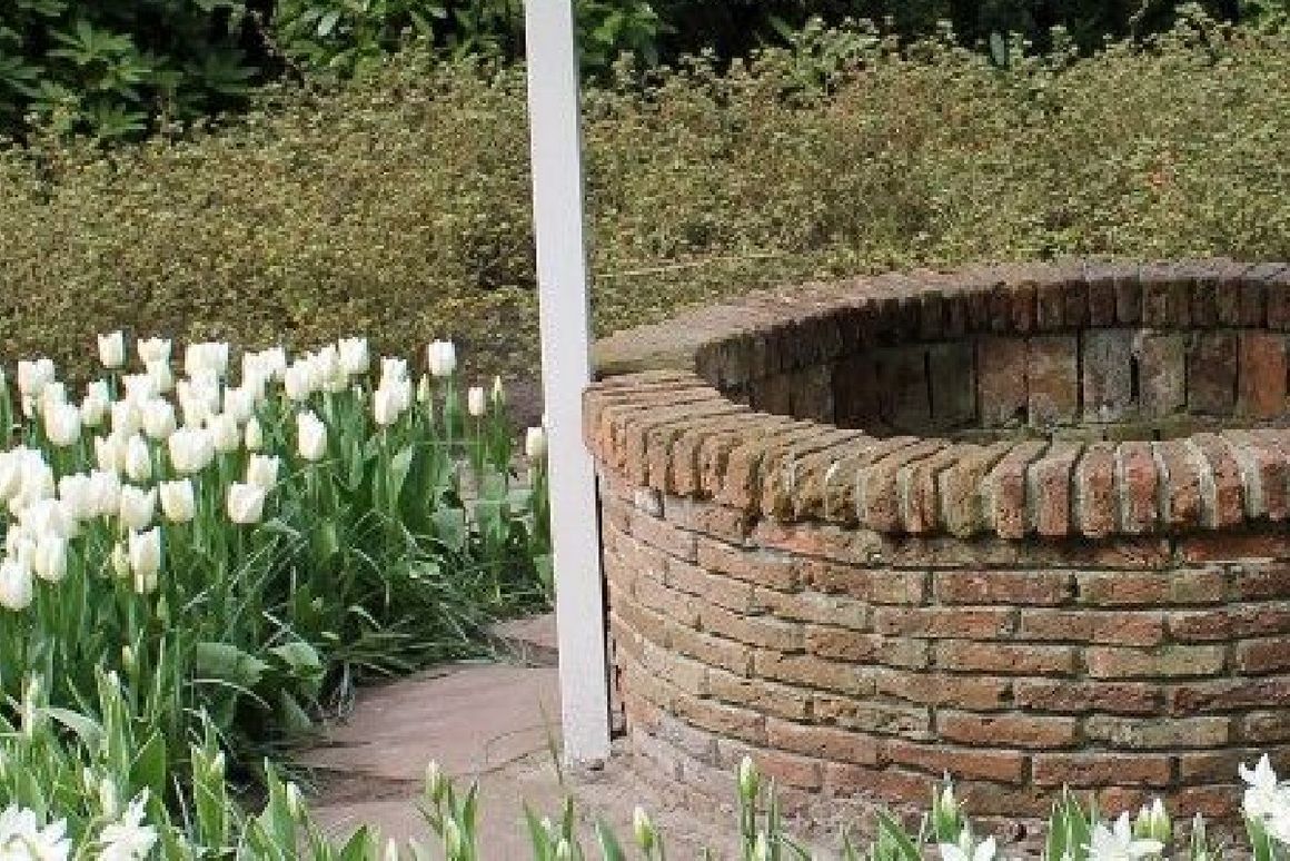 Steinbrunnen neben weißen Tulpen