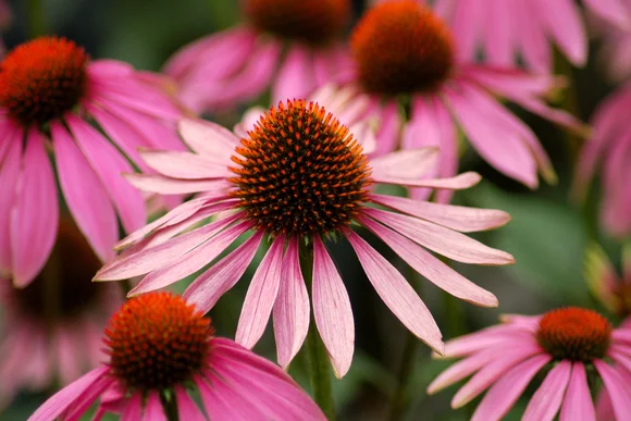 Nahaufnahme rosa Blüten mit roten Kegeln