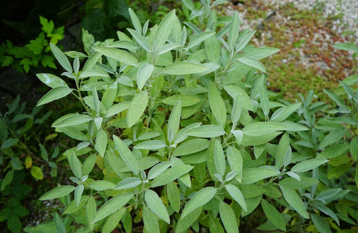 Salbei