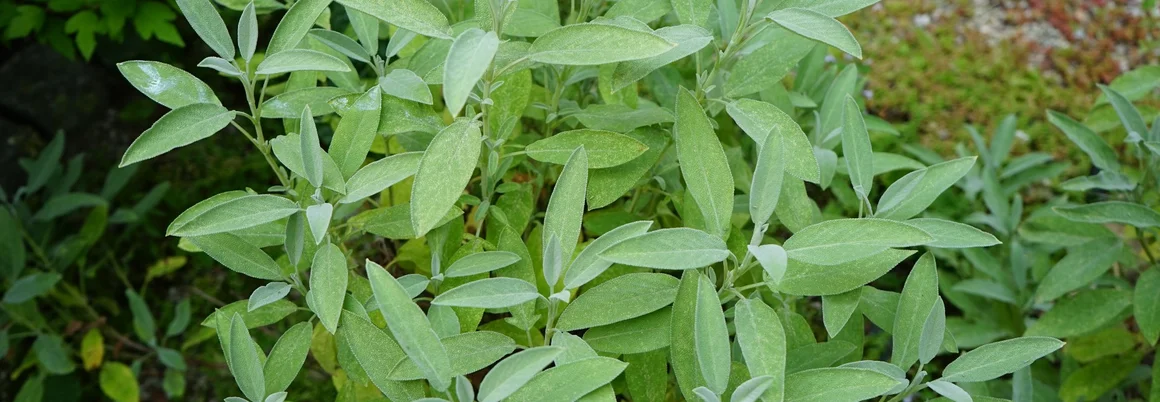 Grüne Salbeipflanze