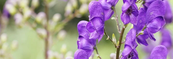Lila Blüten des Eisenhuts