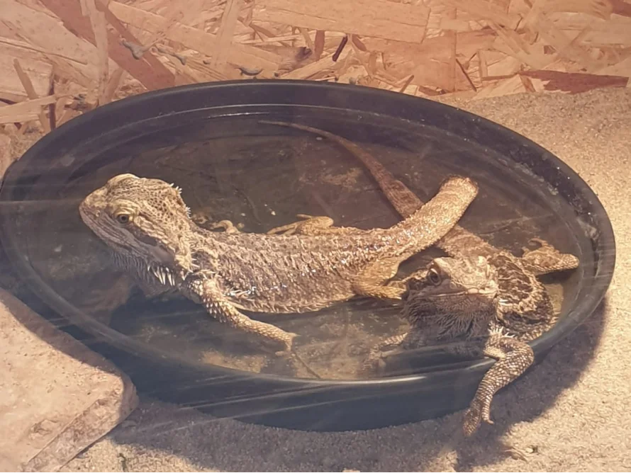 Zwei Bartagamen in einer Schale mit Wasser