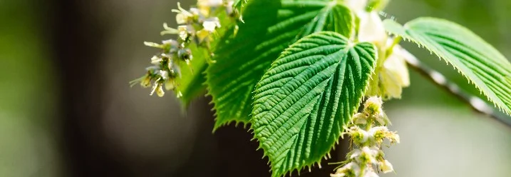 Grüne Blätter und Blüten einer Hainbuche.