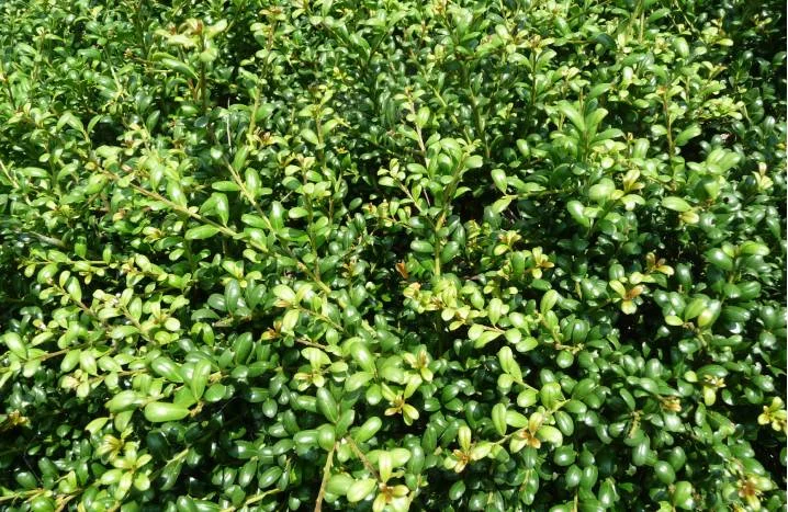 Japanische Stechpalme (Ilex crenata) pflanzen und pflegen