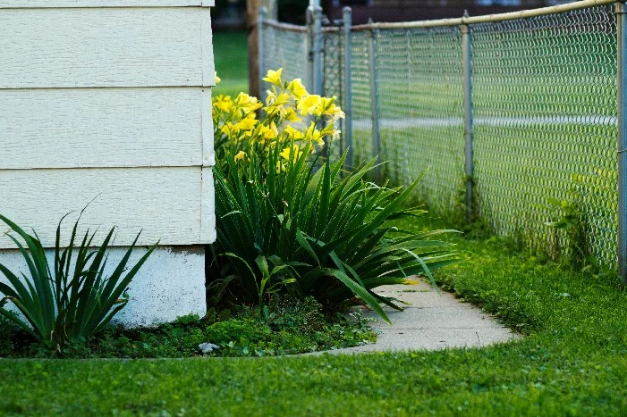Gelbe Blumen am Zaun