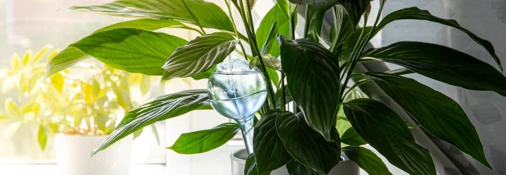 Zimmerpflanze mit Gießkugel