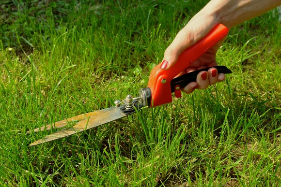 Hand schneidet Gras mit Gartenschere